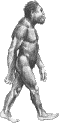 Dcouvre Homo Habilis